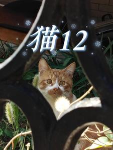 猫12个月相当于人几岁